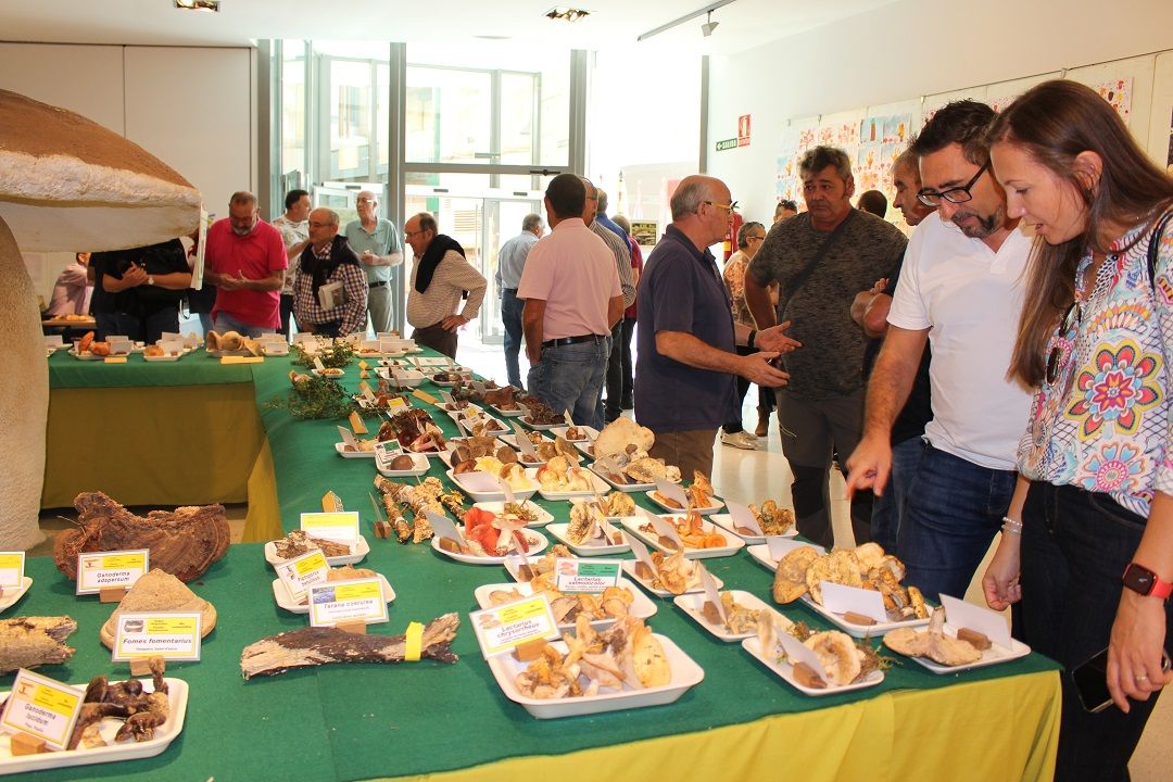 Algunas de las variedades de setas expuestas en la muestra de Binéfar. Foto: Ayuntamiento de Binéfar