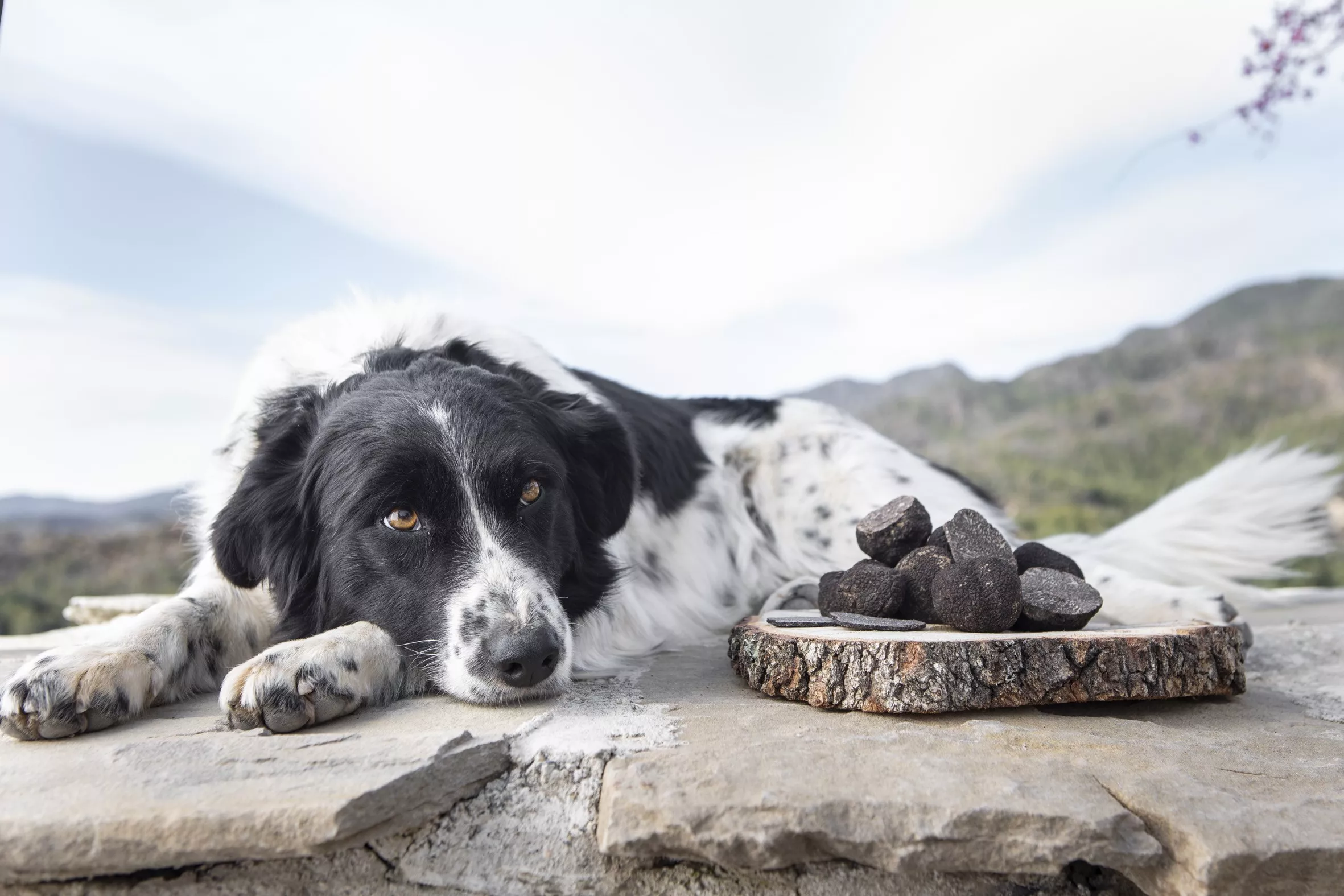 Huesca acoge el Mercado Itinerante de la Trufa.
