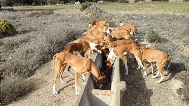 El equipo de podencos campeones. El equipo de podencos campeones.
