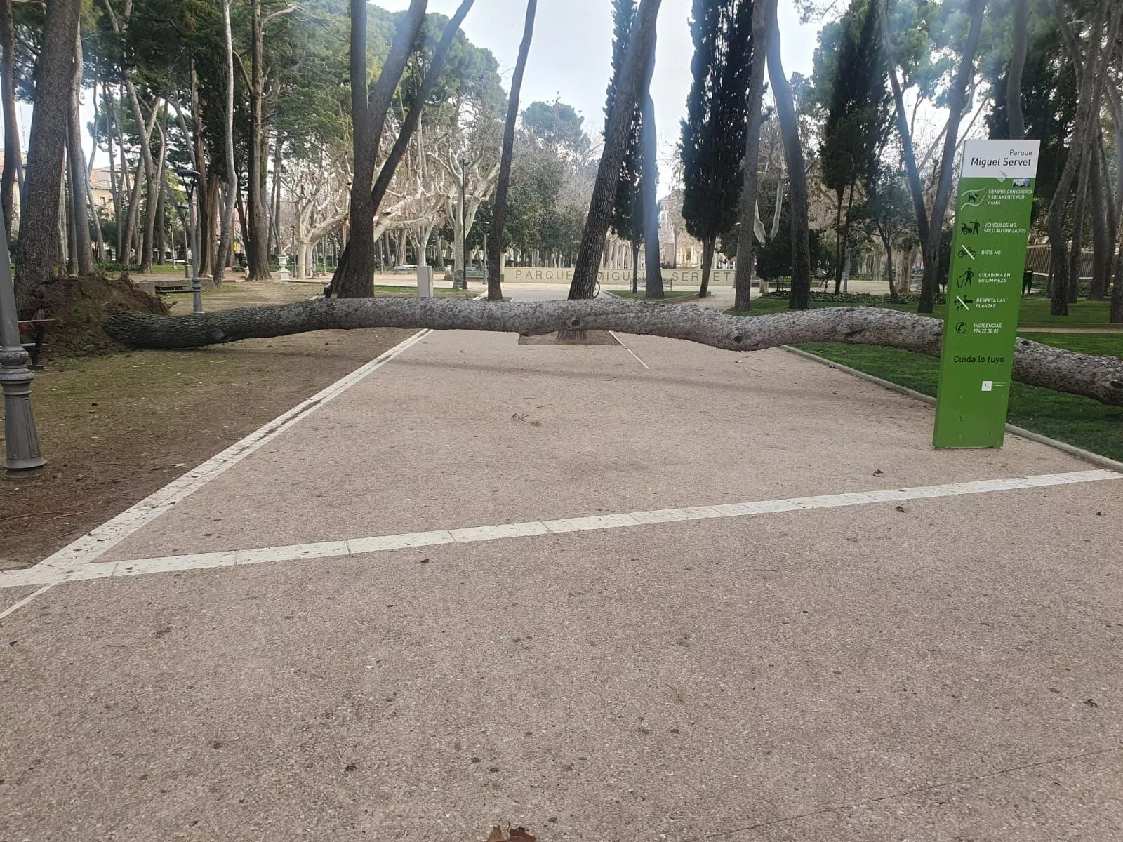 El pino se desplomó sobre uno de los viales del parque Miguel Servet.