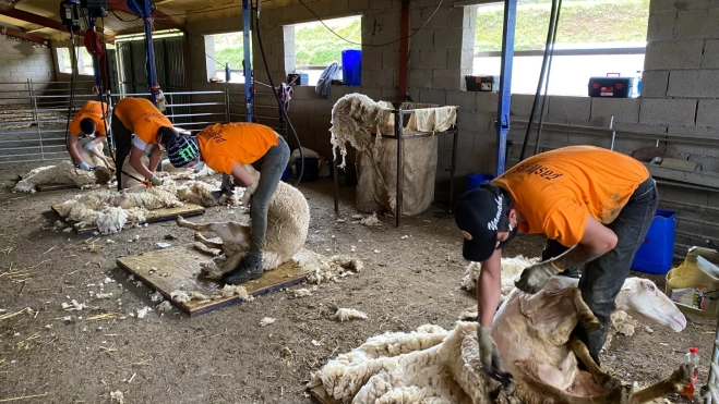 Esquiladores de Oviaragón.jpg Esquiladores de Oviaragón.jpg