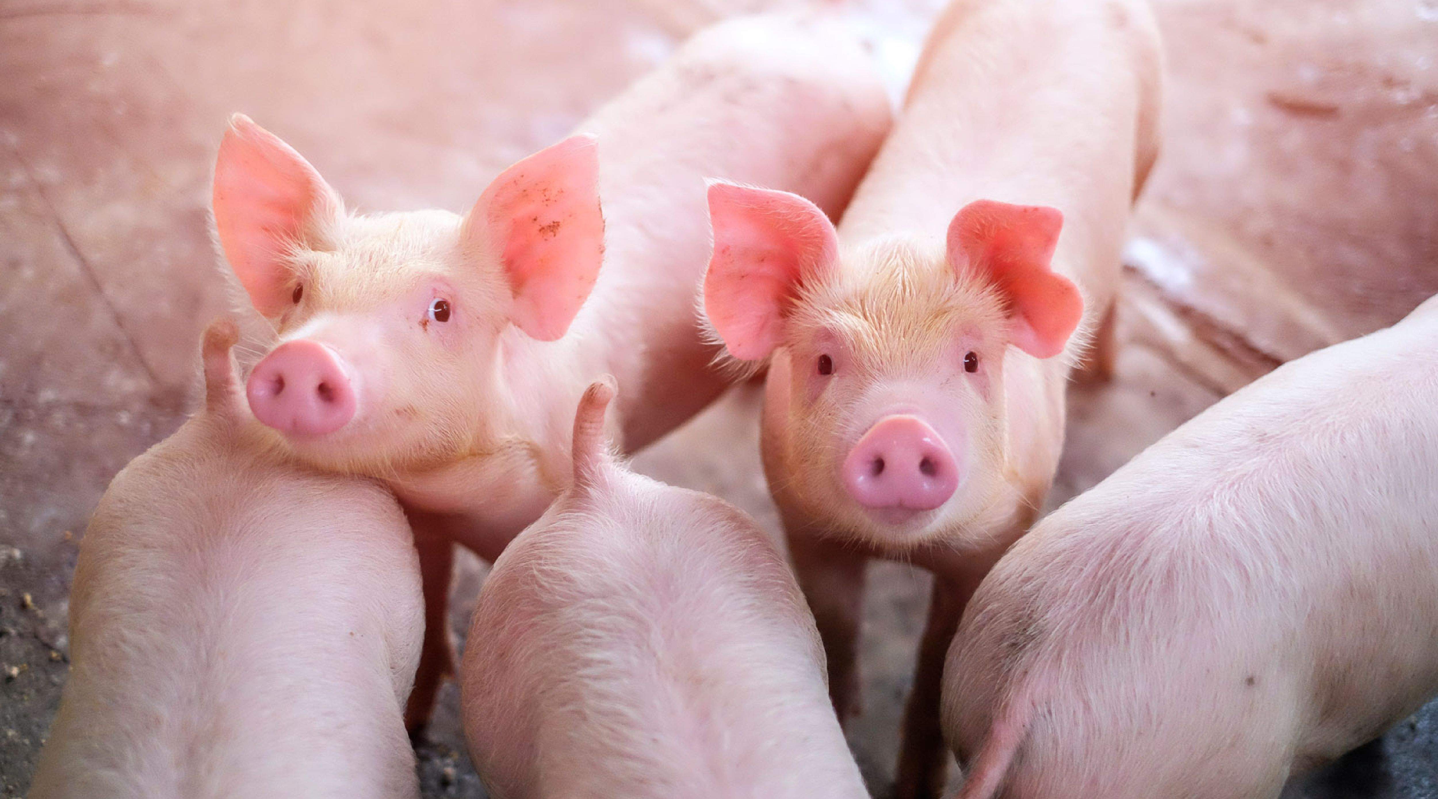 Imagen destacada Mesa de trabajo 1 4