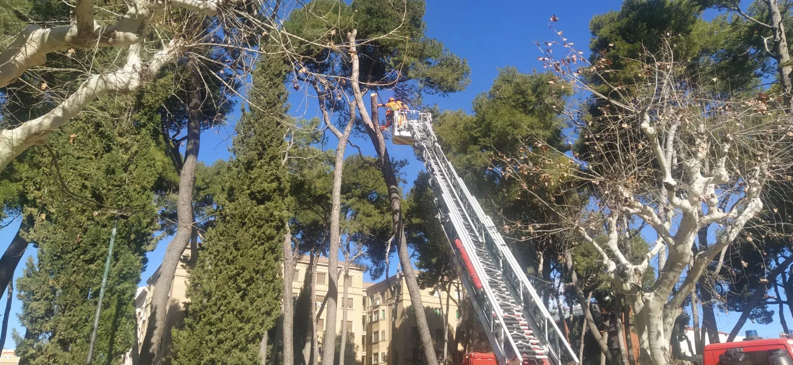 Tala de pinos en el parque Miguel Servet de Huesca. Foto Joaquín Santafé