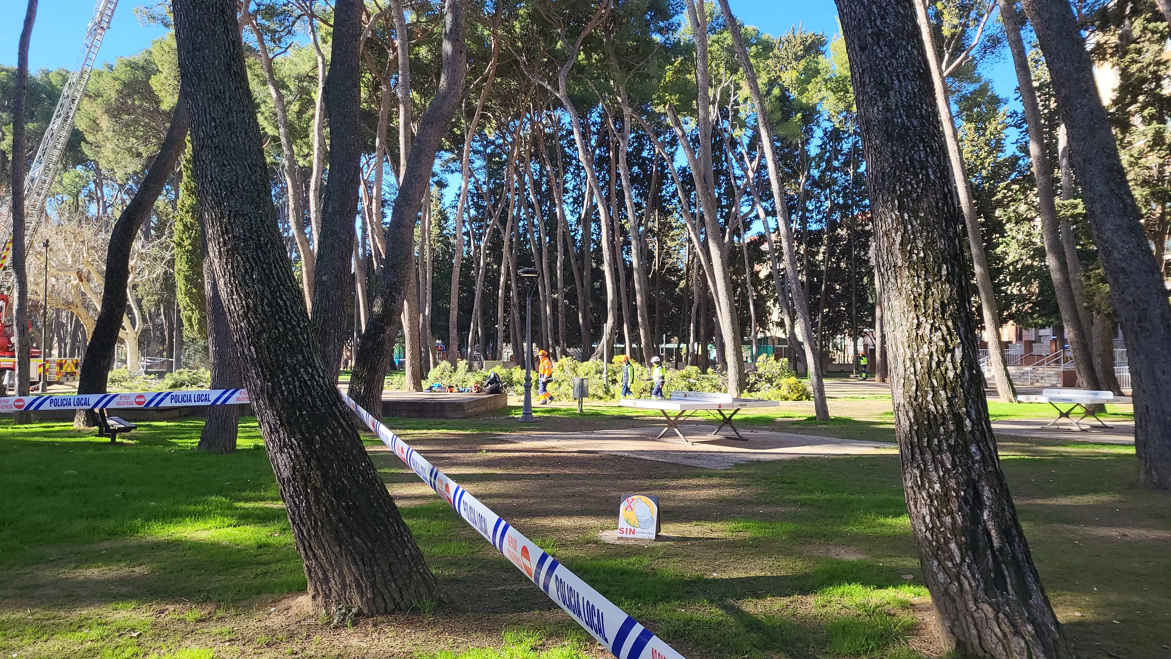 Tala de pinos en el parque Miguel Servet de Huesca. Foto Mercedes Manterola