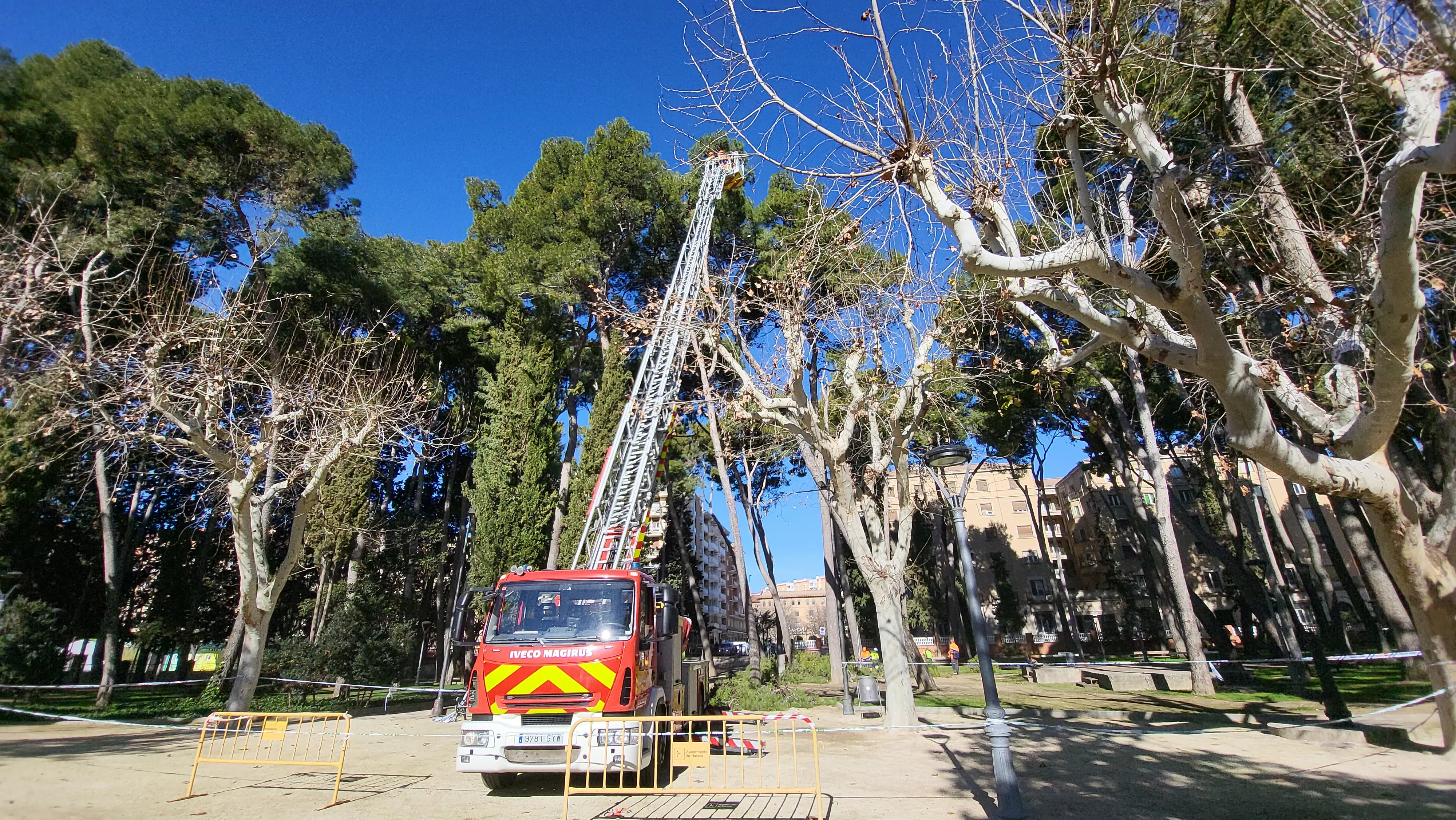 Tala de pinos en el parque Miguel Servet de Huesca. Foto Mercedes Manterola
