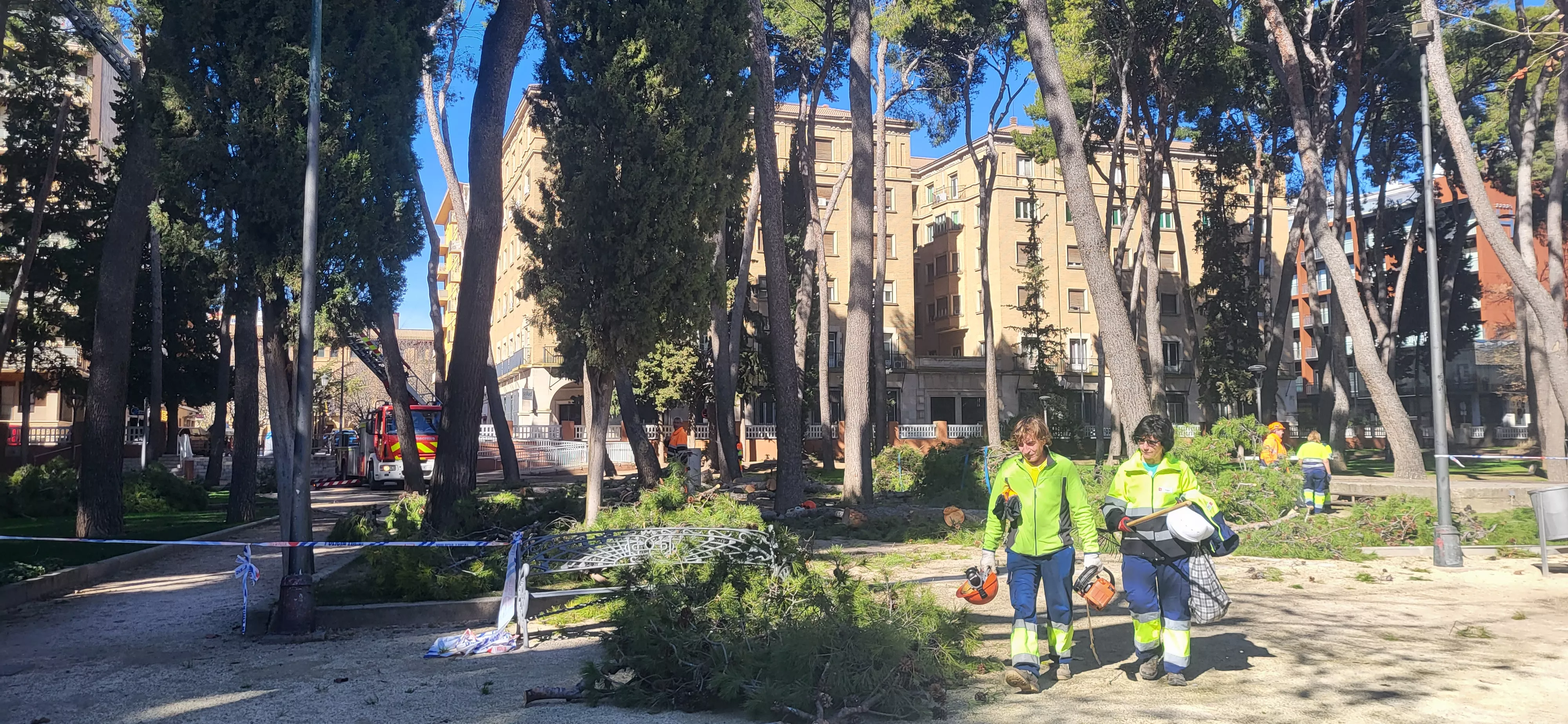 Tala de pinos en el parque Miguel Servet de Huesca. Foto Mercedes Manterola