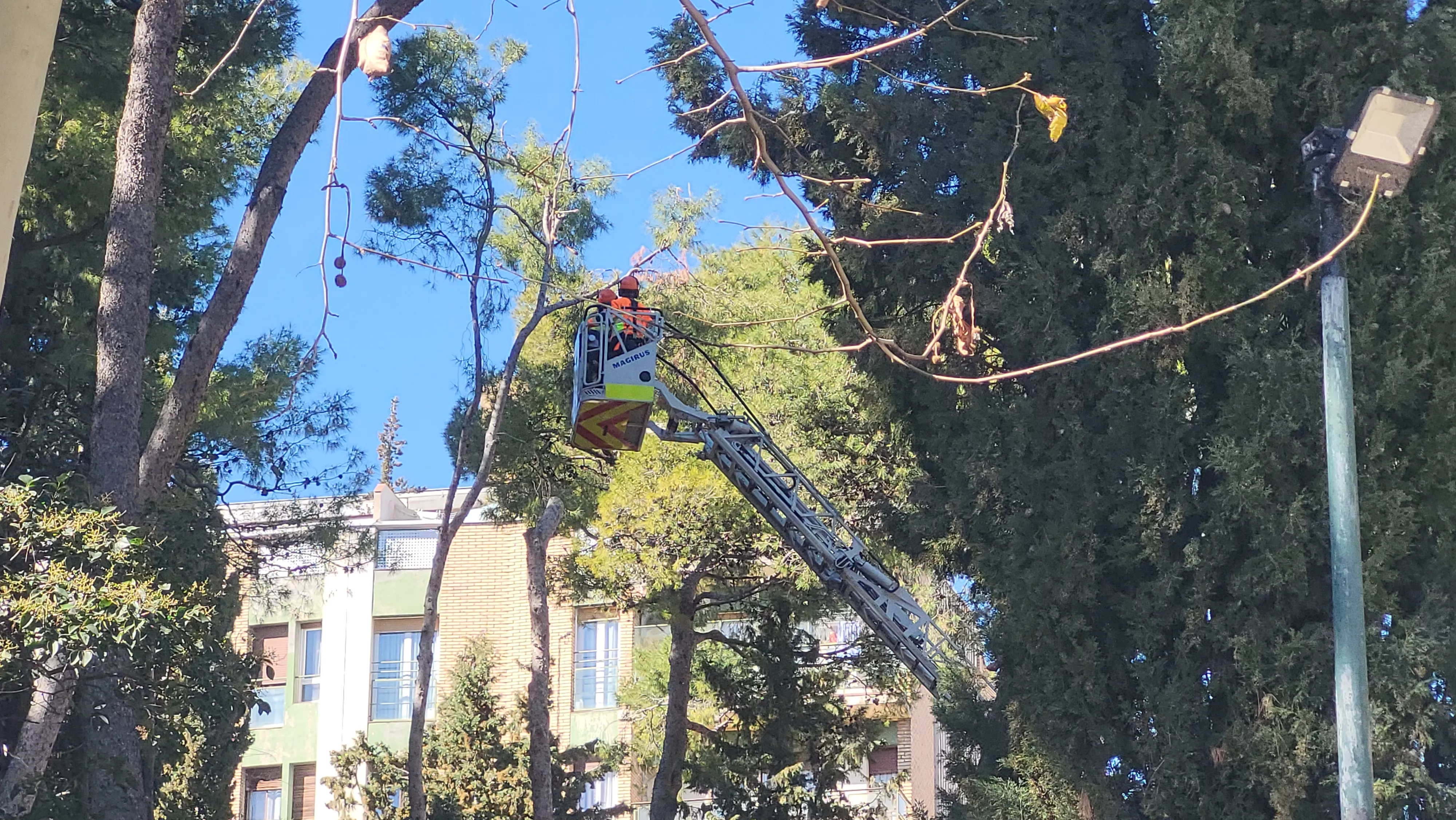 Tala de pinos en el parque Miguel Servet de Huesca. Foto Mercedes Manterola