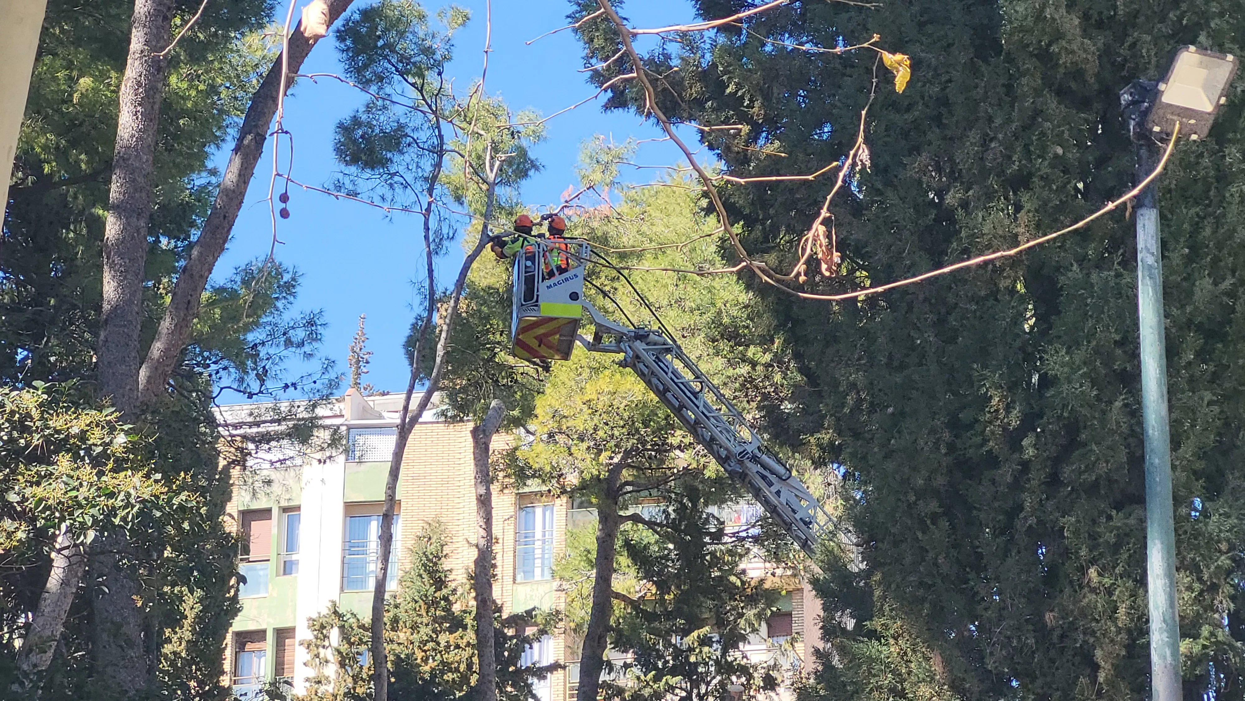 Tala de pinos en el parque Miguel Servet de Huesca. Foto Mercedes Manterola