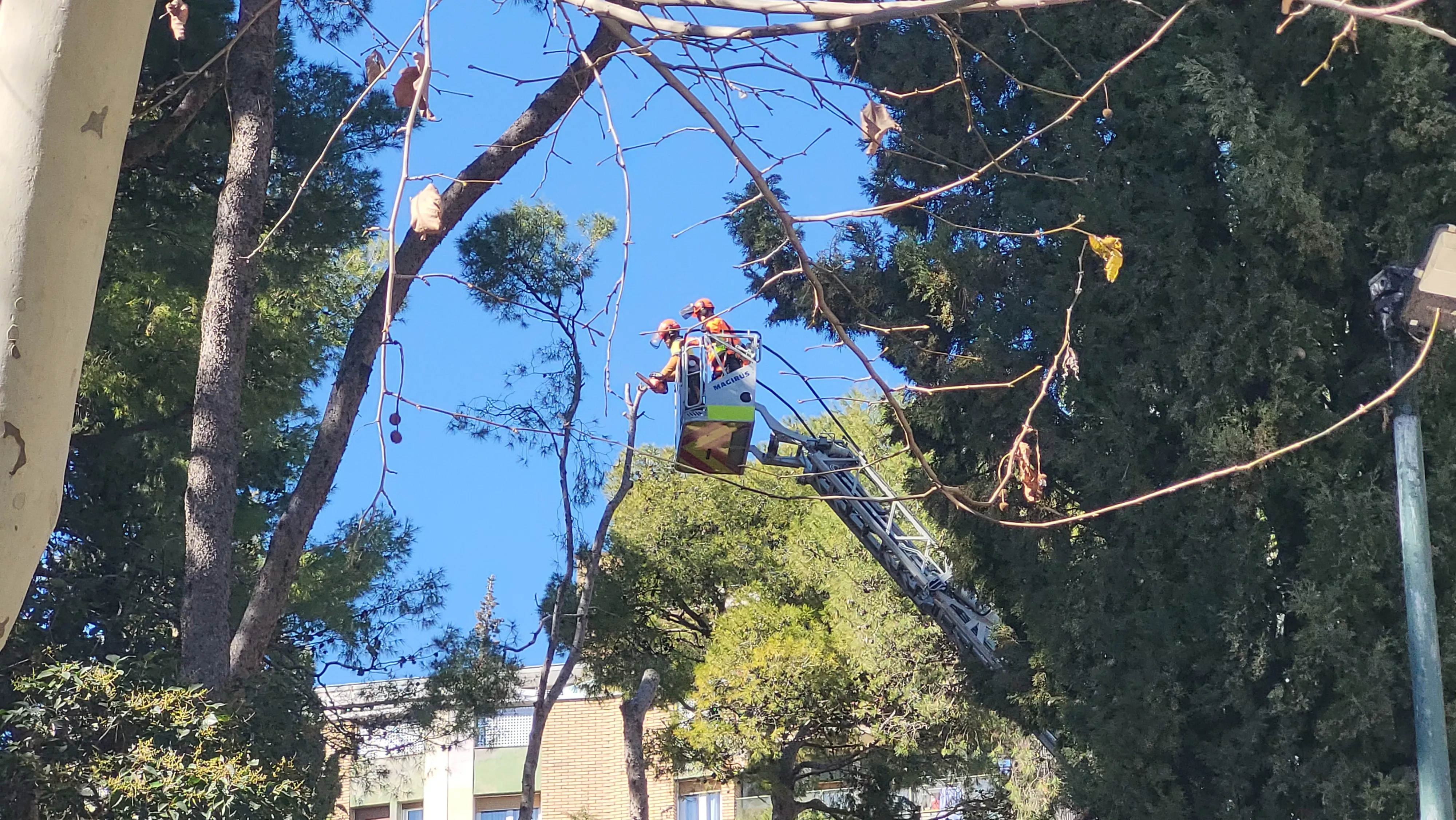 Tala de pinos en el parque Miguel Servet de Huesca. Foto Mercedes Manterola