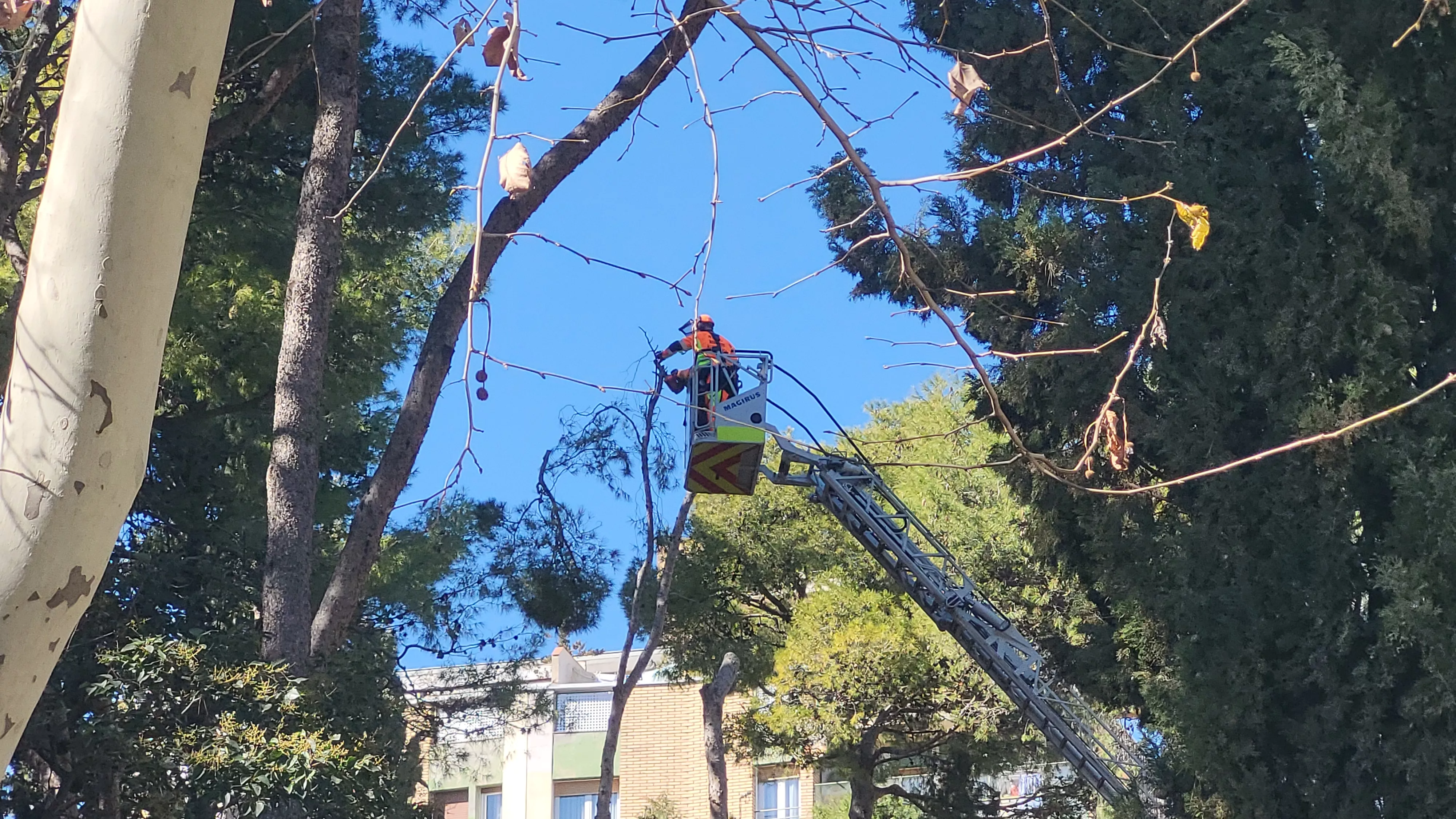 Tala de pinos en el parque Miguel Servet de Huesca. Foto Mercedes Manterola