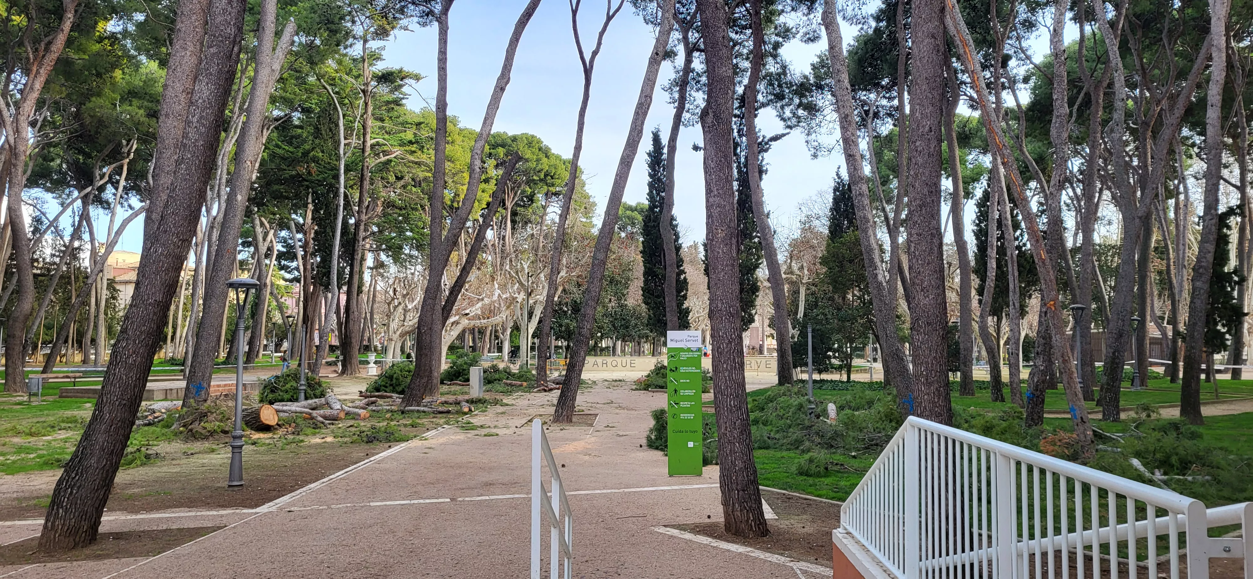 Tala de pinos en el parque Miguel Servet de Huesca. Foto Mercedes Manterola