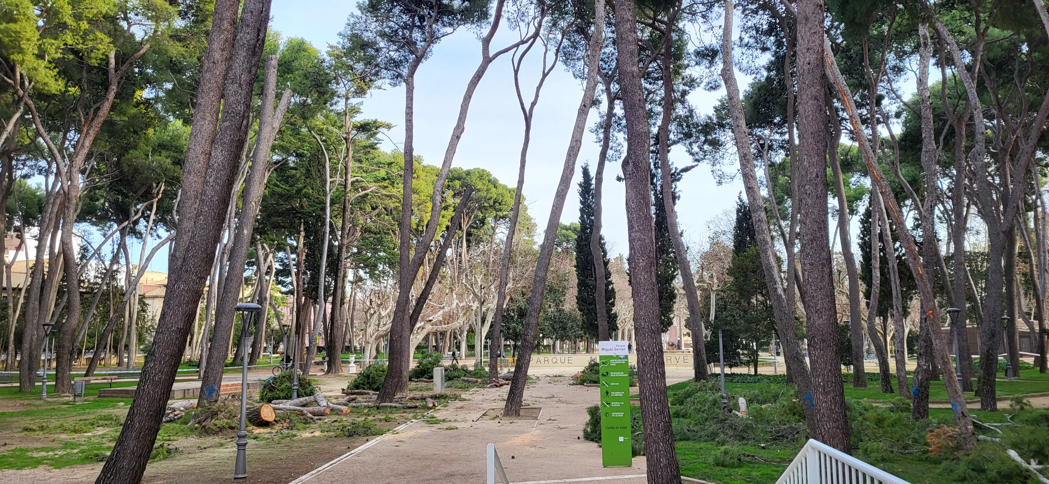 Tala de pinos en el parque Miguel Servet de Huesca. Foto Mercedes Manterola