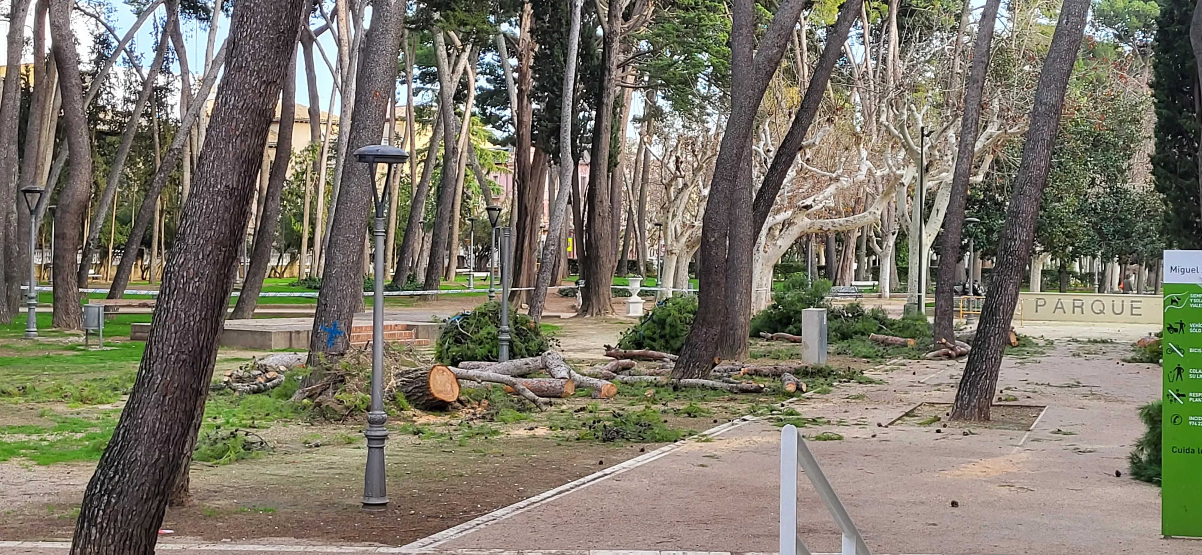 Tala de pinos en el parque Miguel Servet de Huesca. Foto Mercedes Manterola