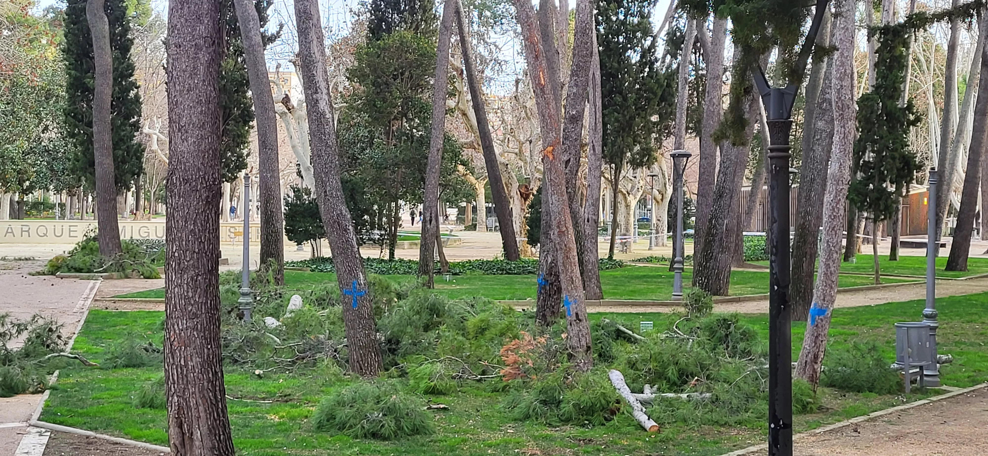 Tala de pinos en el parque Miguel Servet de Huesca. Foto Mercedes Manterola