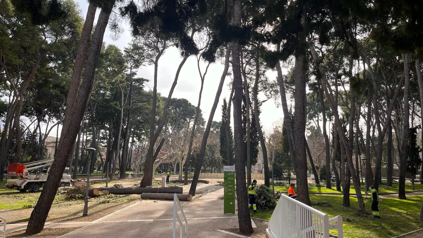 Tala de pinos en el parque Miguel Servet de Huesca. Foto Mercedes Manterola