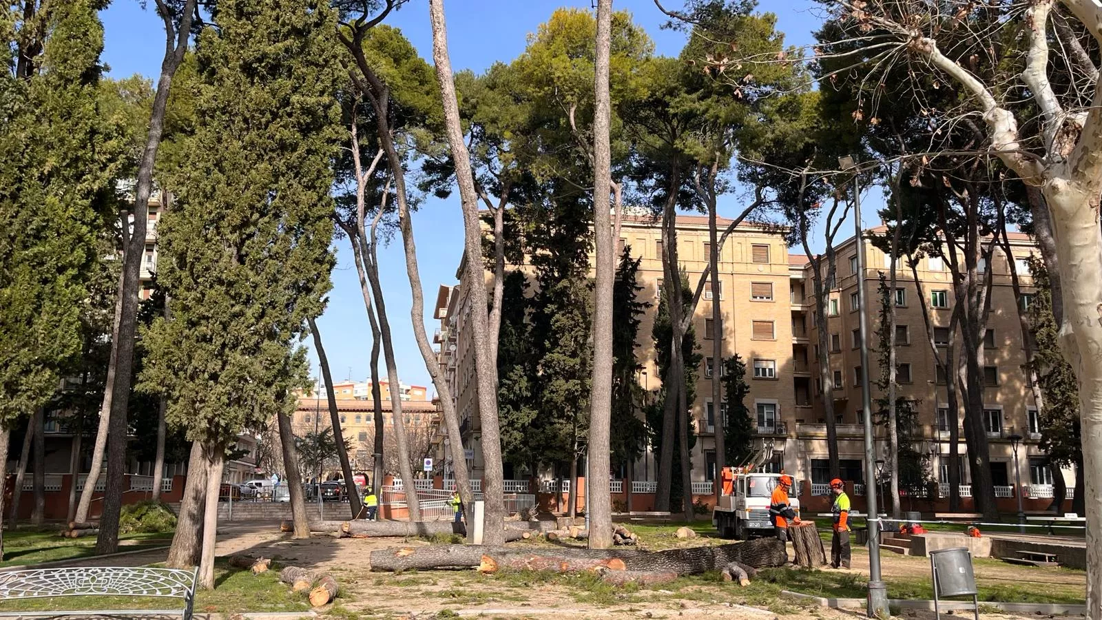Tala de pinos en el parque Miguel Servet de Huesca. Foto Mercedes Manterola