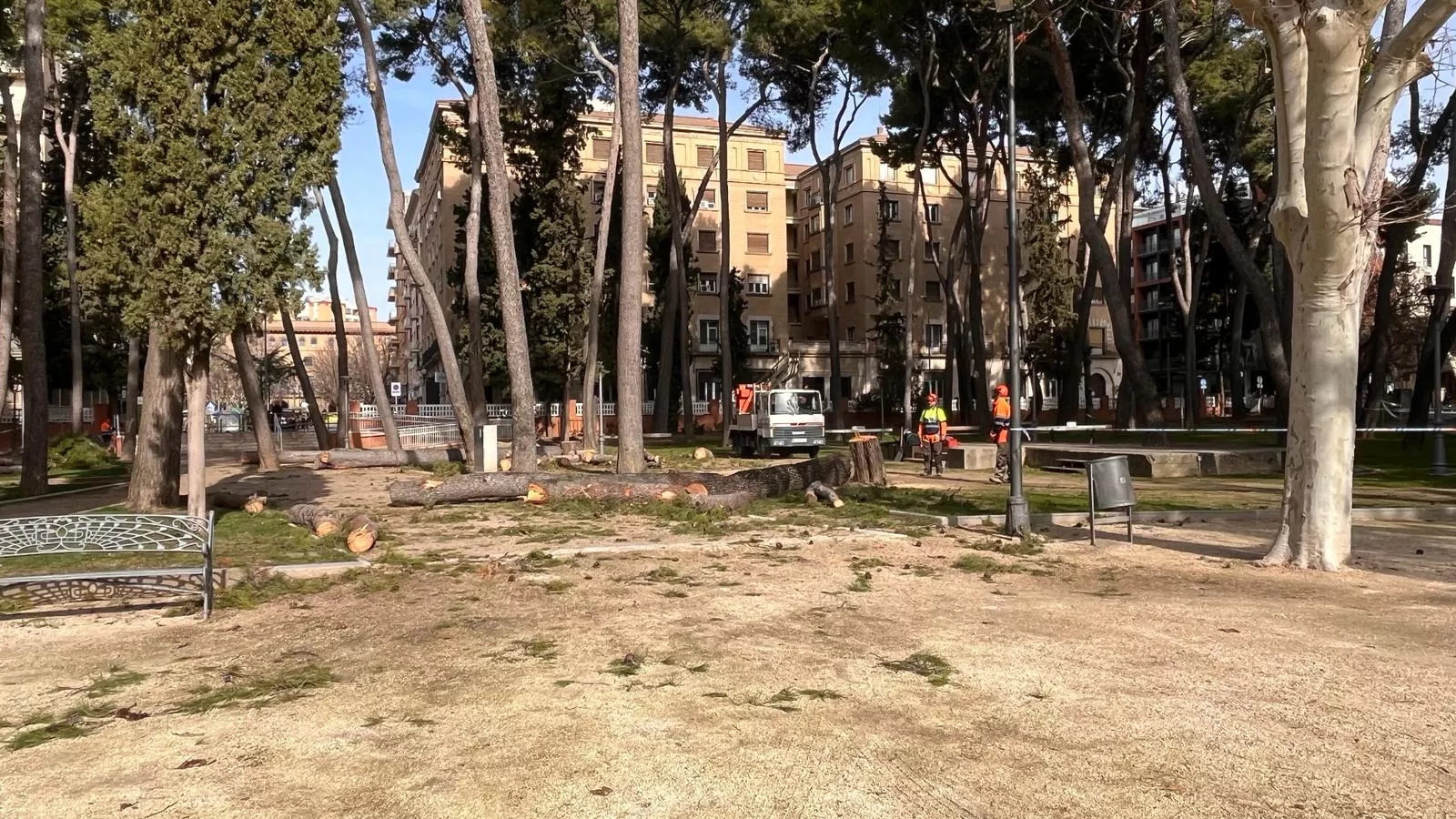 Tala de pinos en el parque Miguel Servet de Huesca. Foto Mercedes Manterola