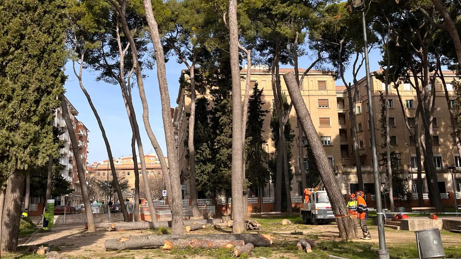 Tala de pinos en el parque Miguel Servet de Huesca. Foto Mercedes Manterola