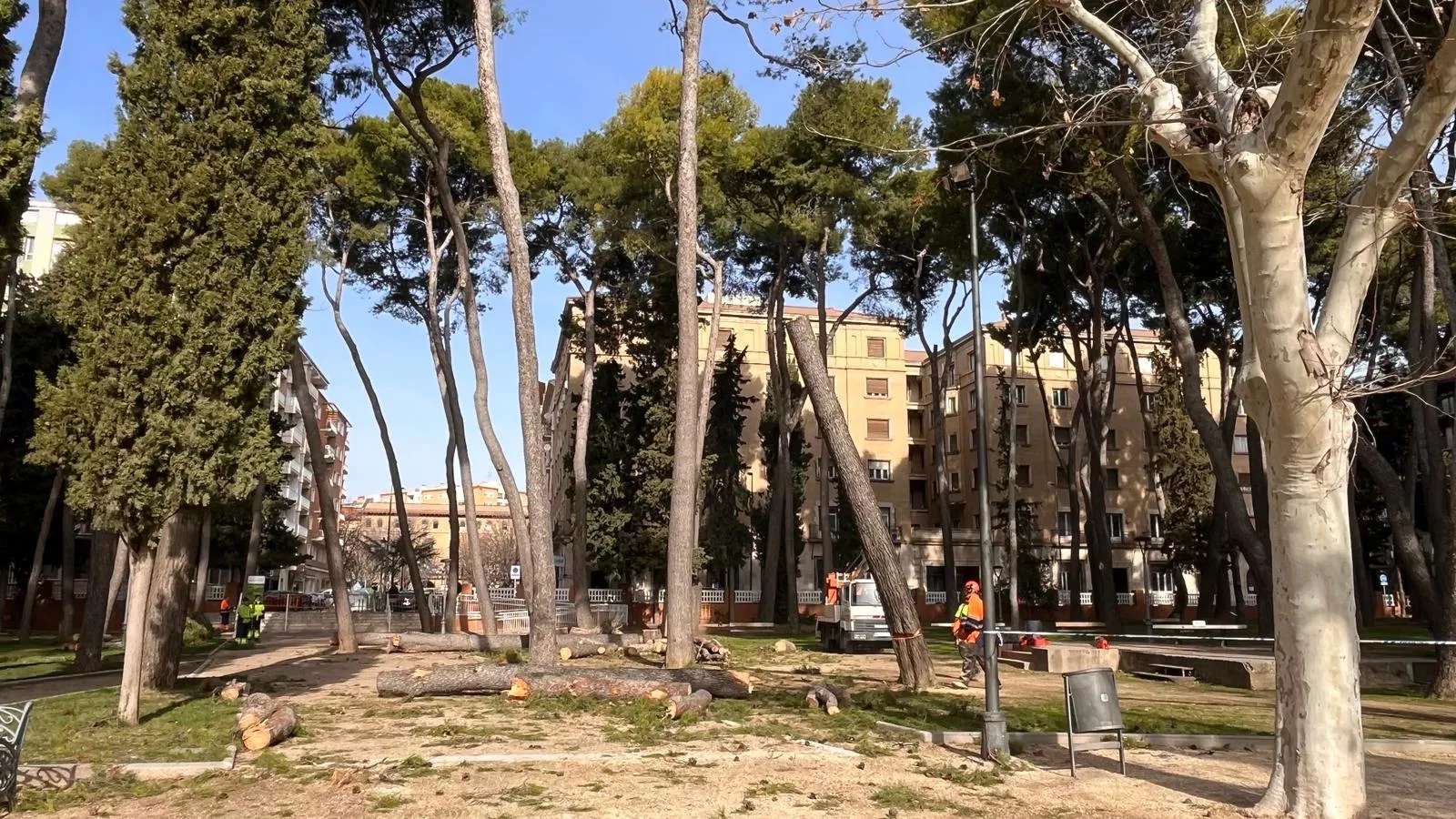 Tala de pinos en el parque Miguel Servet de Huesca. Foto Mercedes Manterola