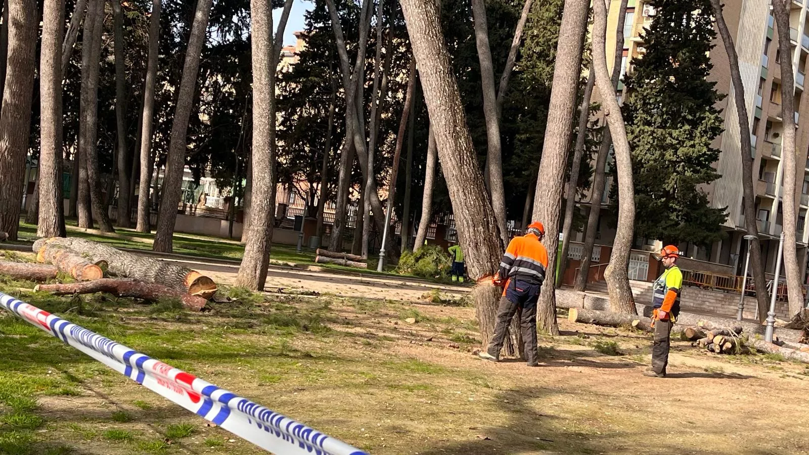 Tala de pinos en el parque Miguel Servet de Huesca. Foto Mercedes Manterola
