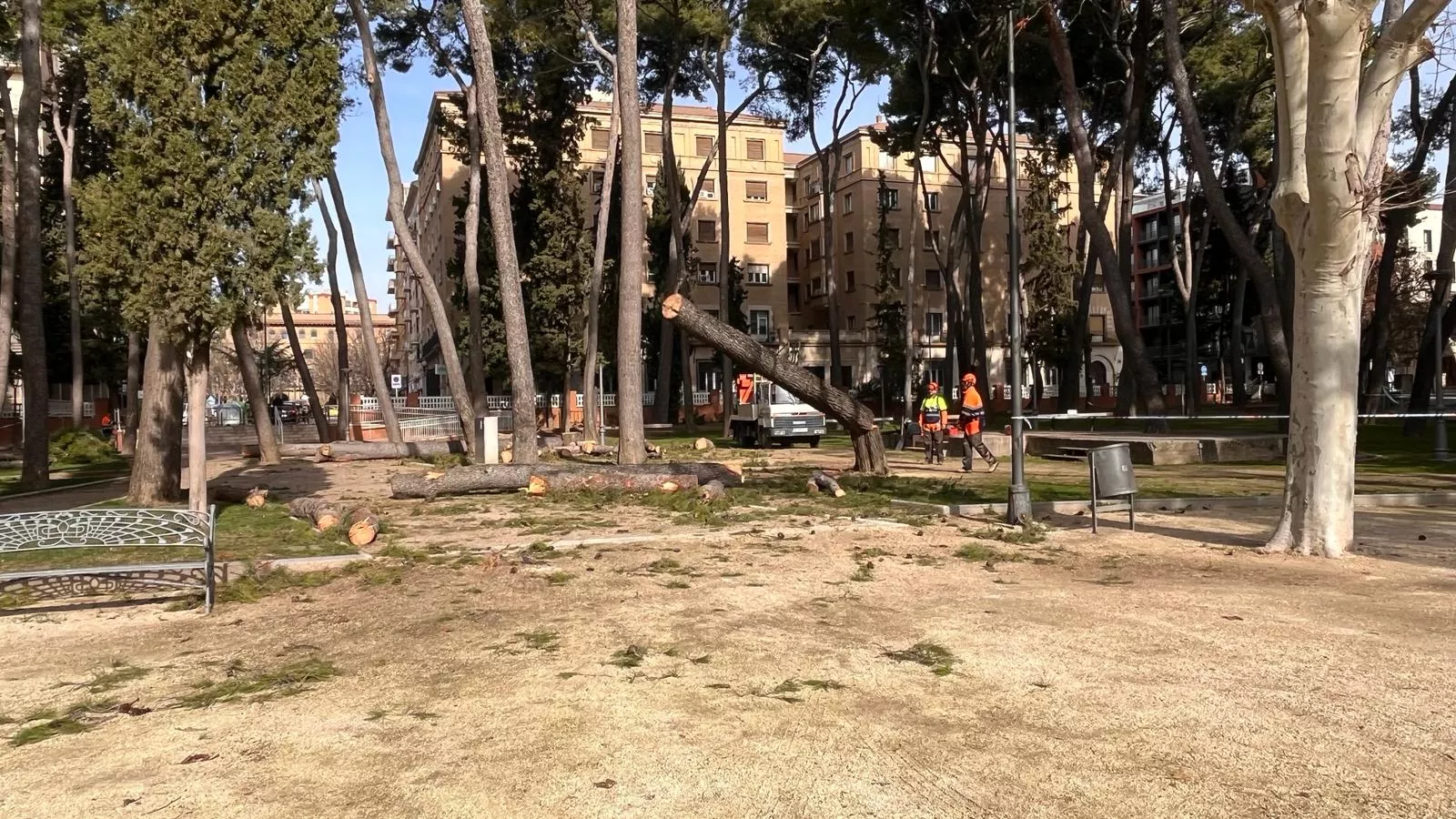 Tala de pinos en el parque Miguel Servet de Huesca. Foto Mercedes Manterola