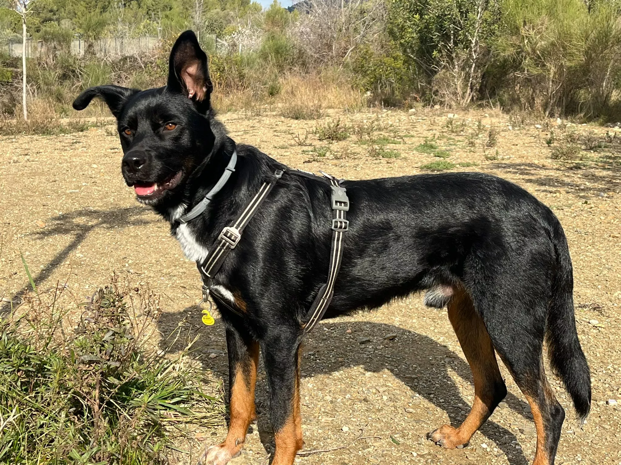 Sam se perdió en el ascenso al Castillo de Samitier. Sam se perdió en el ascenso al Castillo de Samitier.