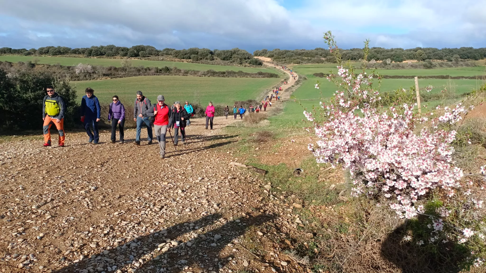 VII Caminata en la Flor del Almendro de Ayerbe.