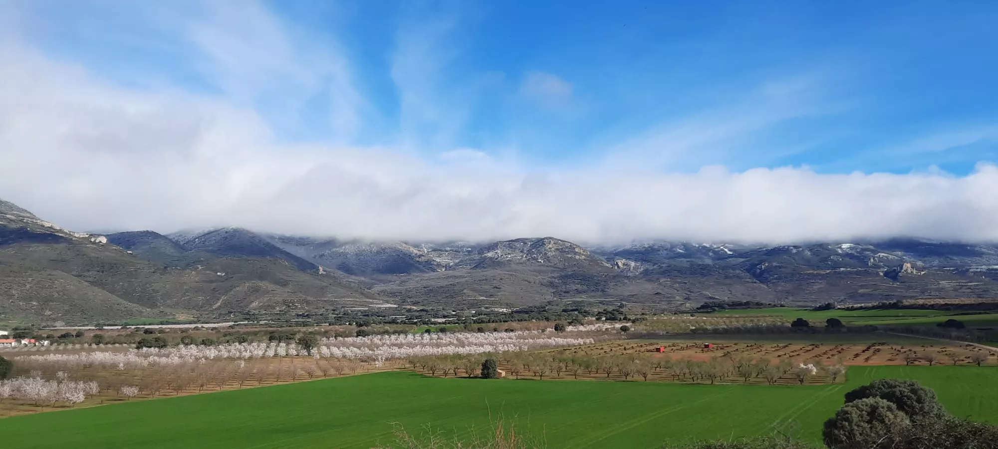 VII Caminata en la Flor del Almendro de Ayerbe. 