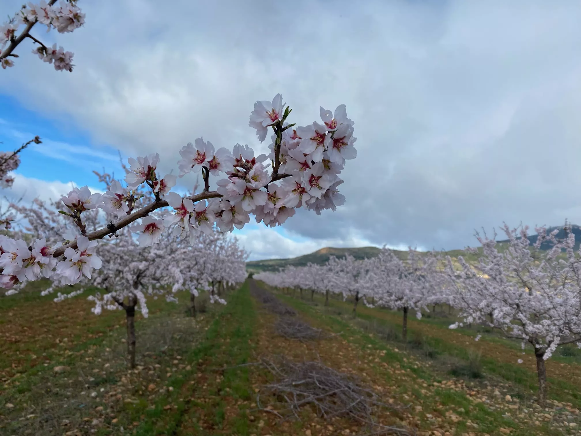 VII Caminata en la Flor del Almendro de Ayerbe. 
