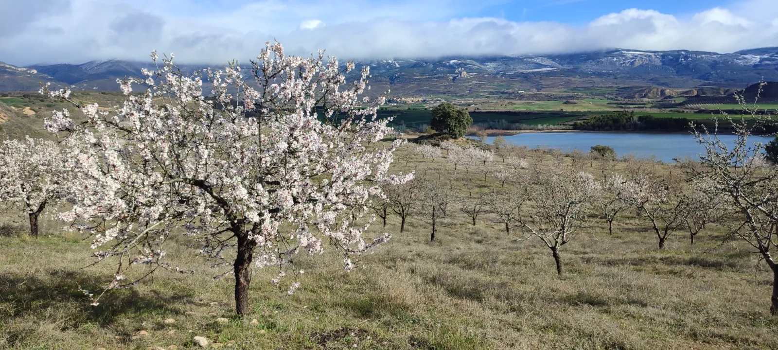 Segunda jornada de la VII Caminata en la Flor del Almendro de Ayerbe.