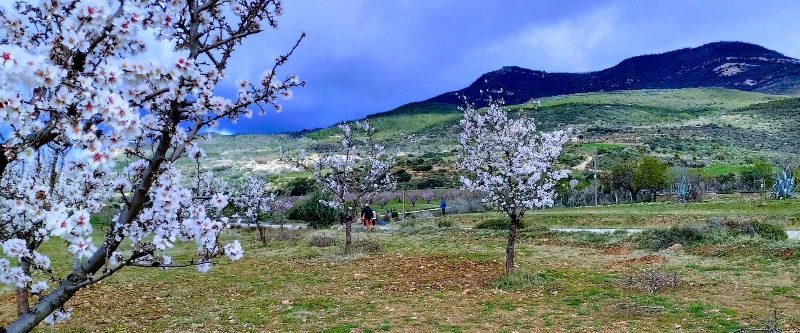 Segunda jornada de la VII Caminata en la Flor del Almendro de Ayerbe.