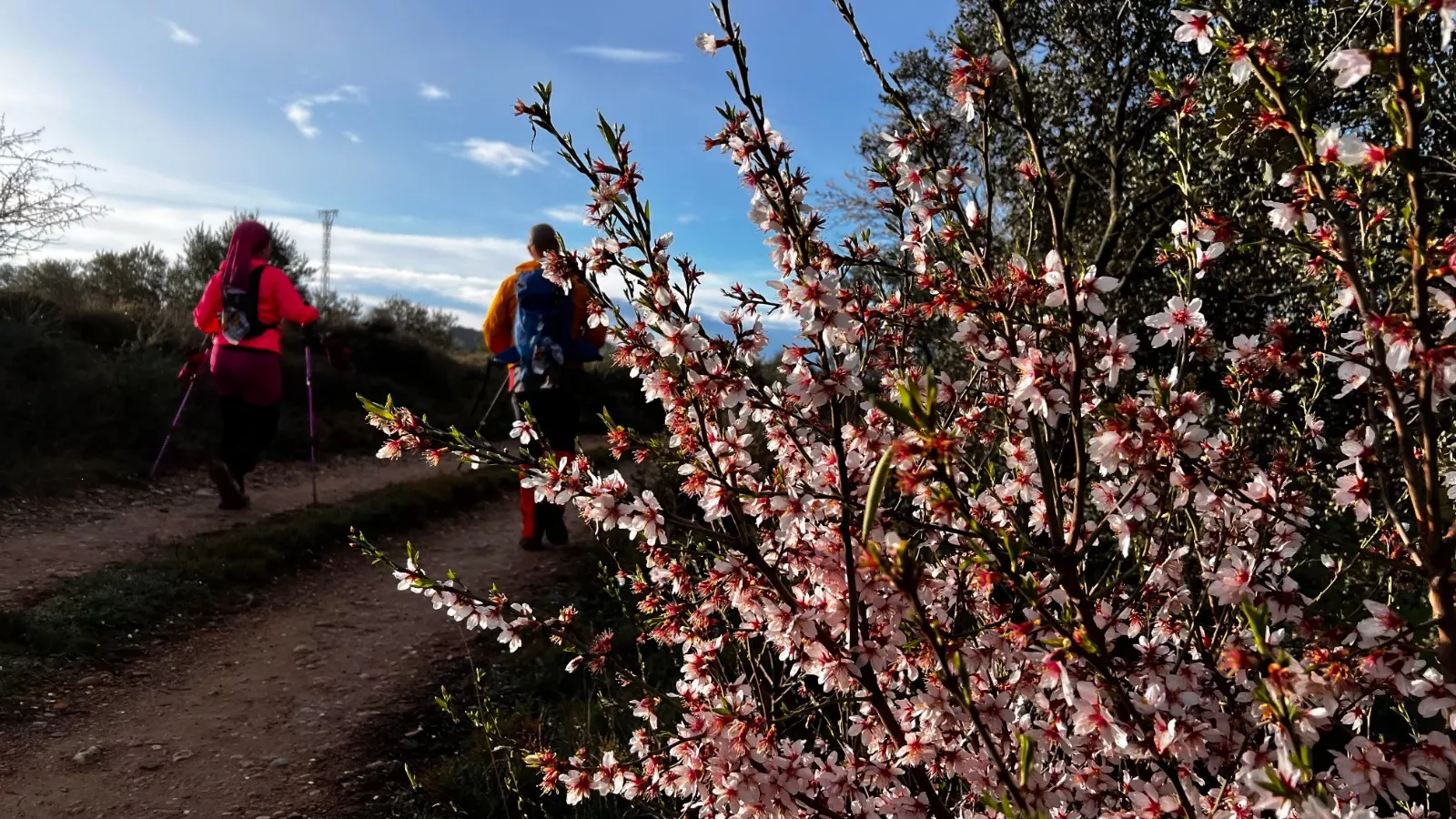 Segunda jornada de la VII Caminata en la Flor del Almendro de Ayerbe.
