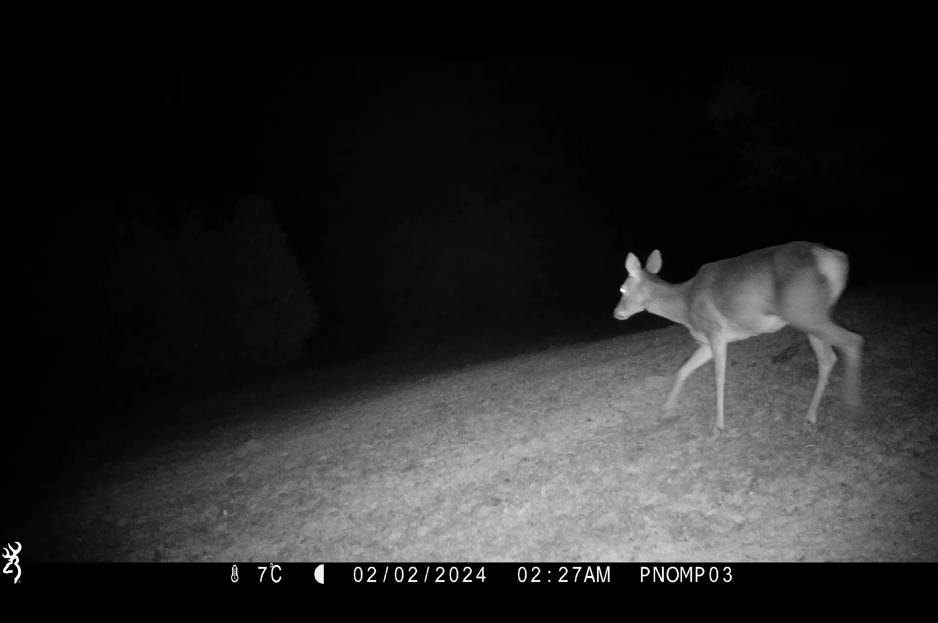 Imagen de una cierva paseando por la pradera en Ordesa captada por una cámara de fototrampeo. Foto: Parque Nacional de Ordesa