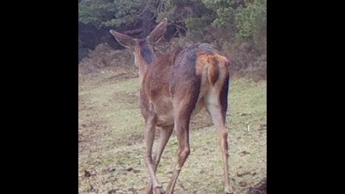 Foto diurna de cierva captada por la cámara de fototrampeo. Foto Parque Nacional de Ordesa Foto diurna de cierva captada por la cámara de fototrampeo. Foto Parque Nacional de Ordesa