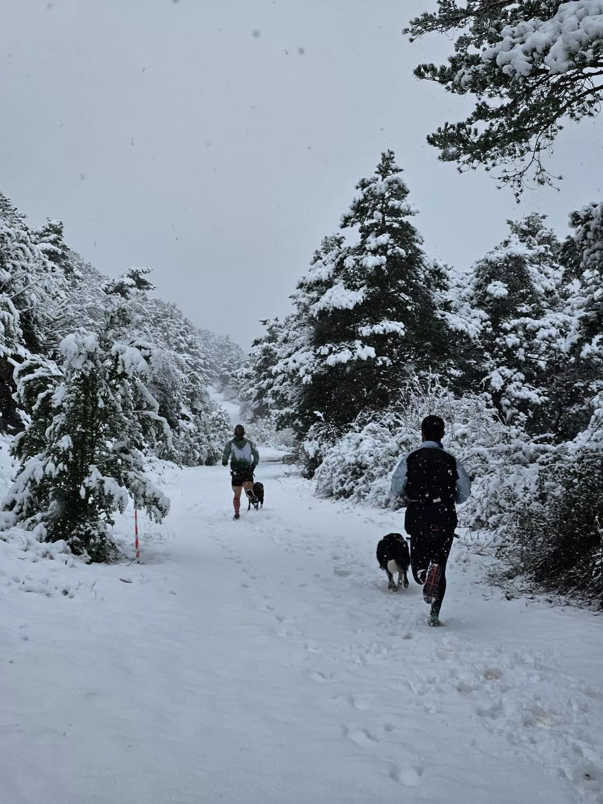 Xtrem Oscanicross de Arguis