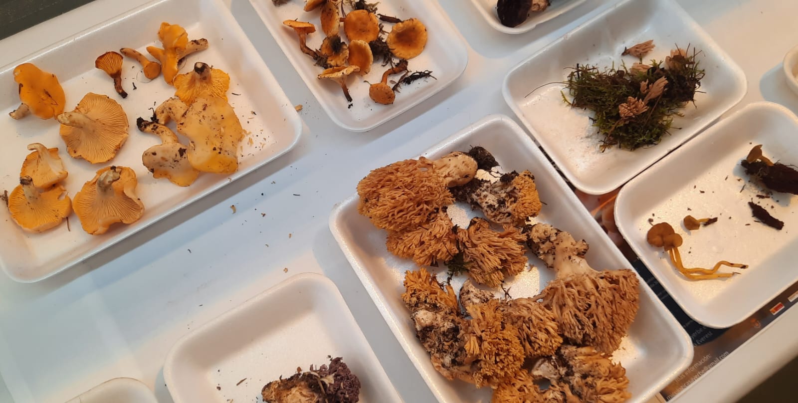 Imágenes de las XXXI Jornadas Micológicas de Ayerbe