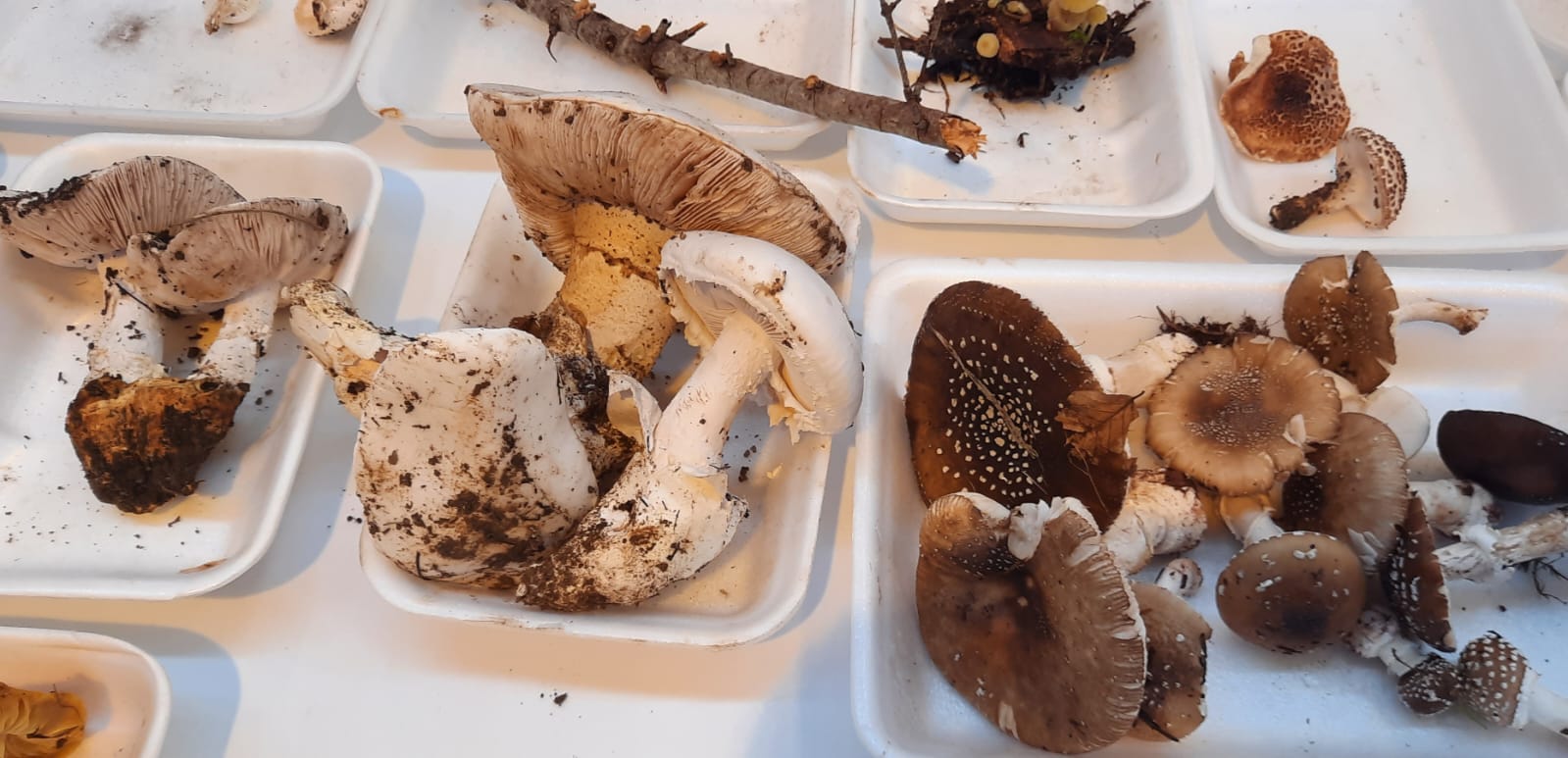 Imágenes de las XXXI Jornadas Micológicas de Ayerbe