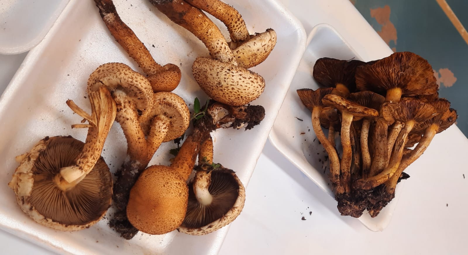 Imágenes de las XXXI Jornadas Micológicas de Ayerbe