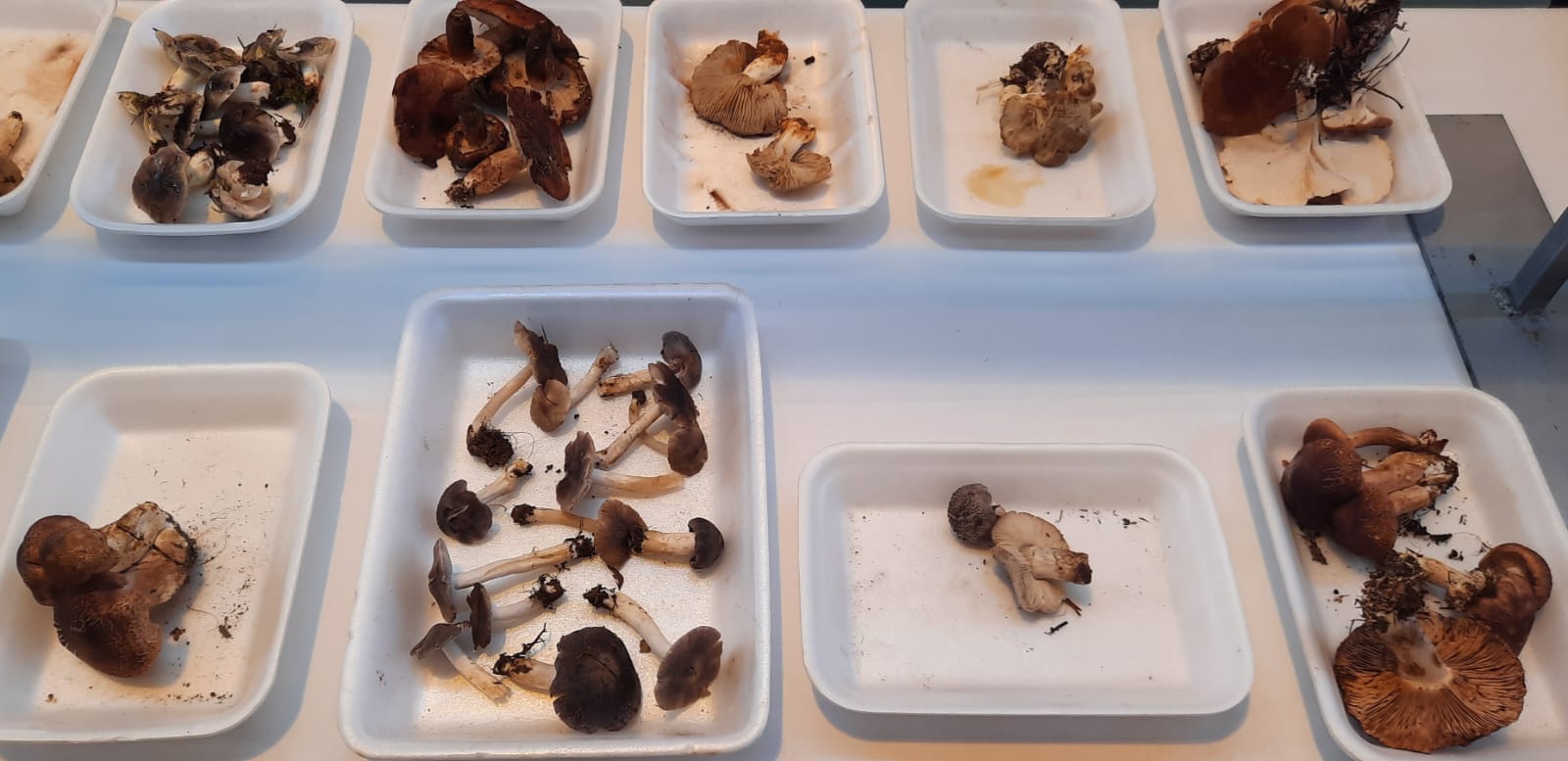 Imágenes de las XXXI Jornadas Micológicas de Ayerbe