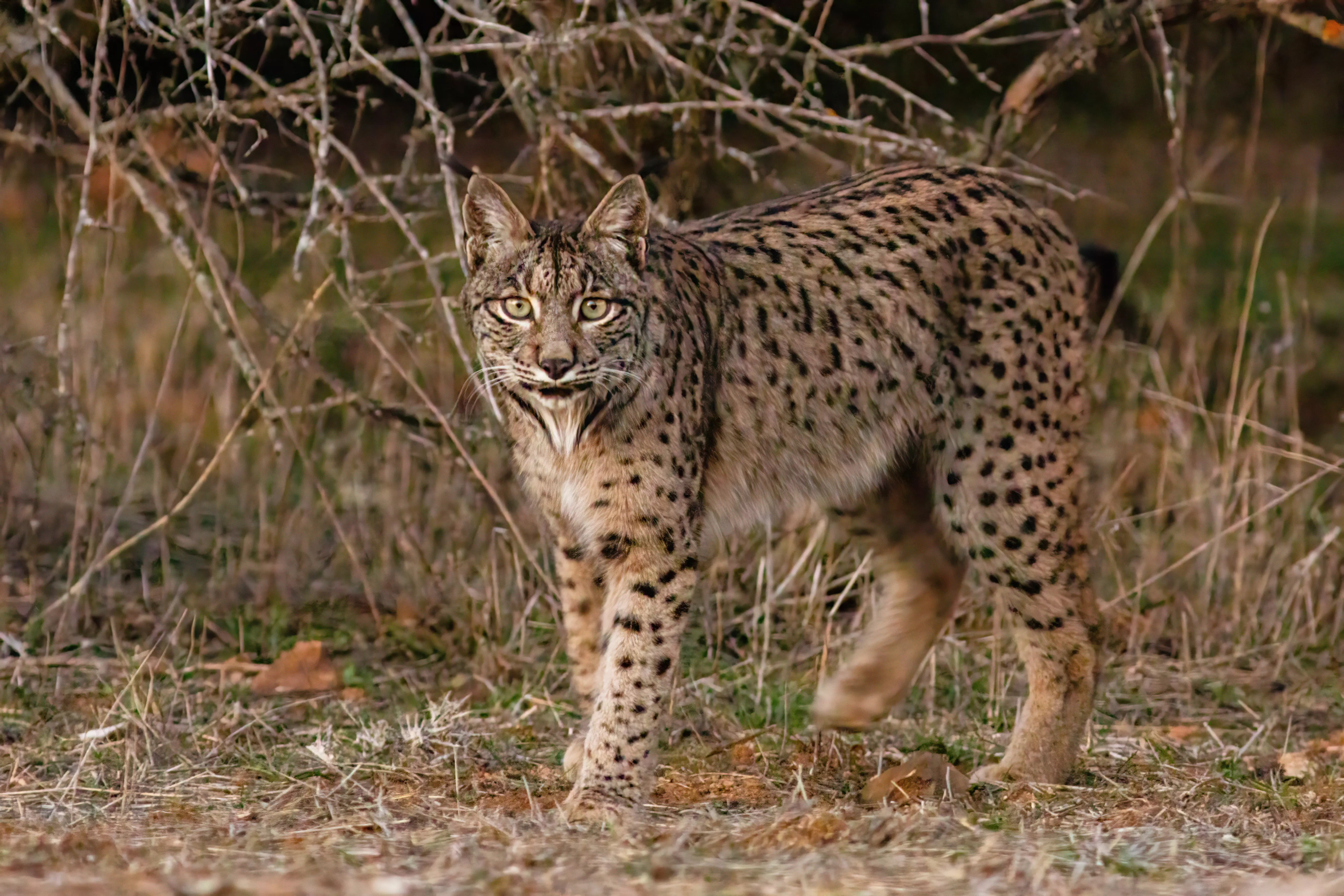 Lince Ibérico.