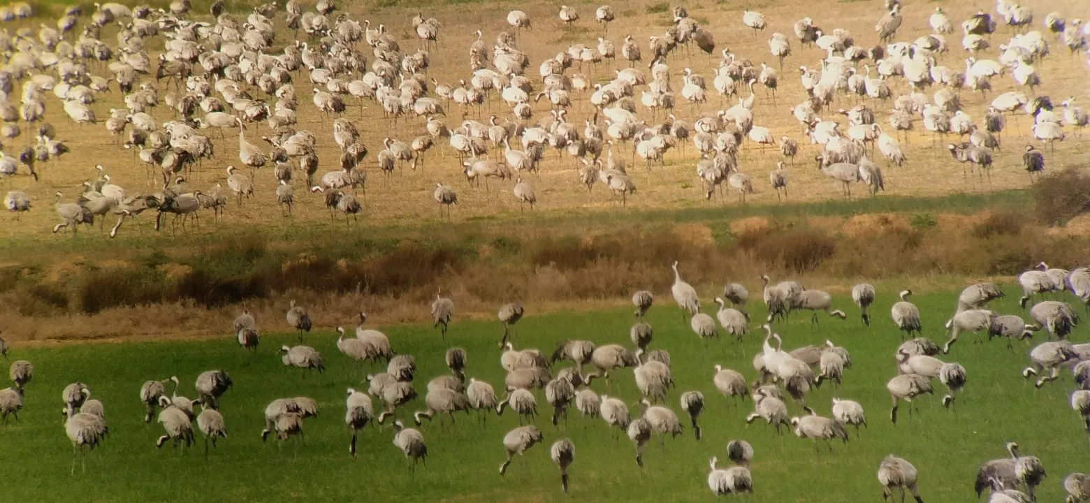 Grullas en la Alberca de Alboré. Foto Joaquín Santafé 