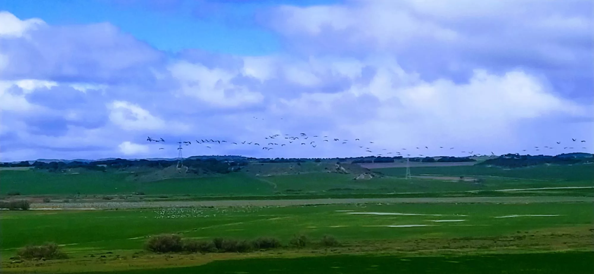 La migración no está siendo fácil para las grullas. Foto Joaquín Santafé 