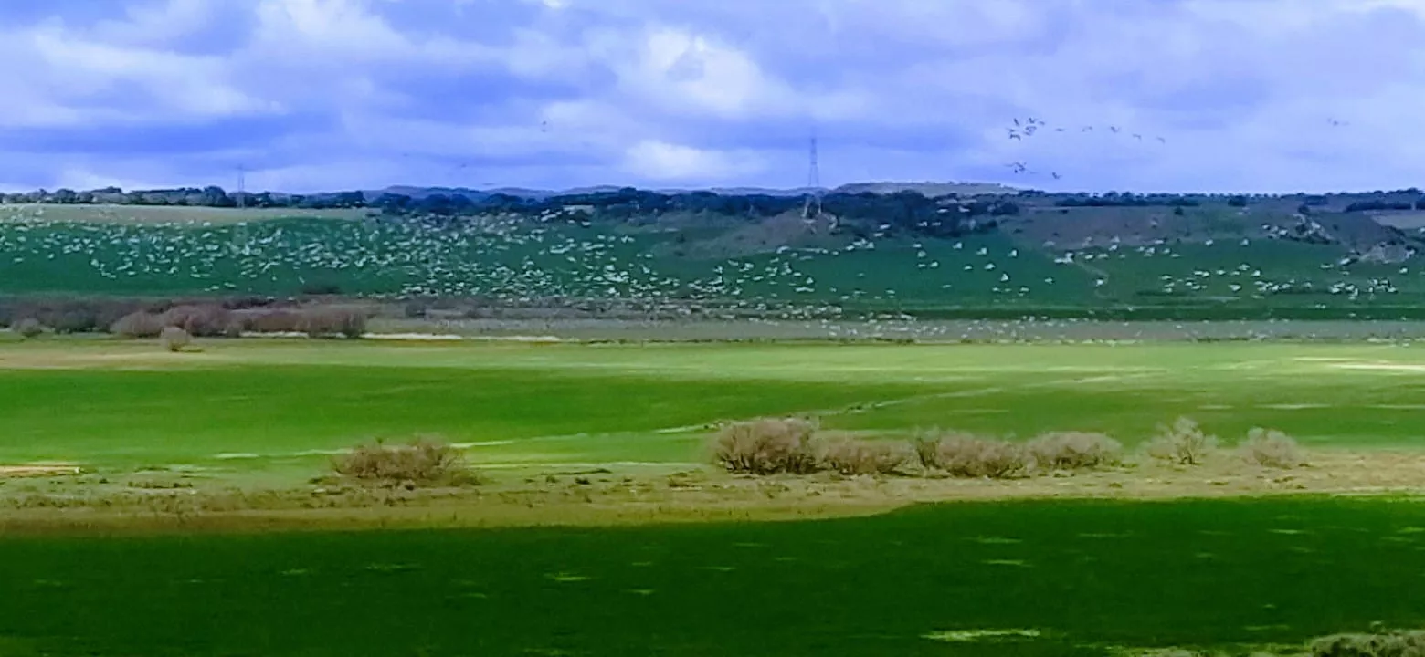 Miles de ellas esperan para dar el salto a Europa. Foto Joaquín Santafé 