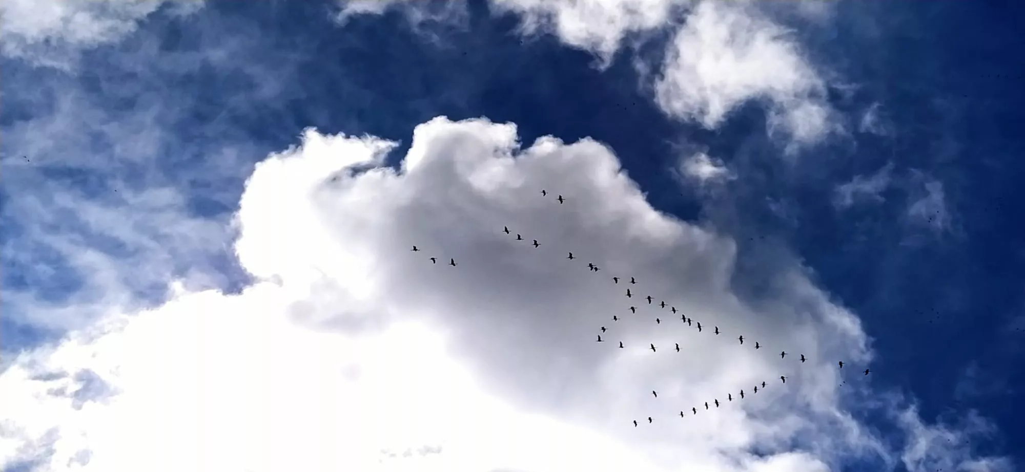 Grullas en la Alberca de Alboré. Foto Joaquín Santafé 
