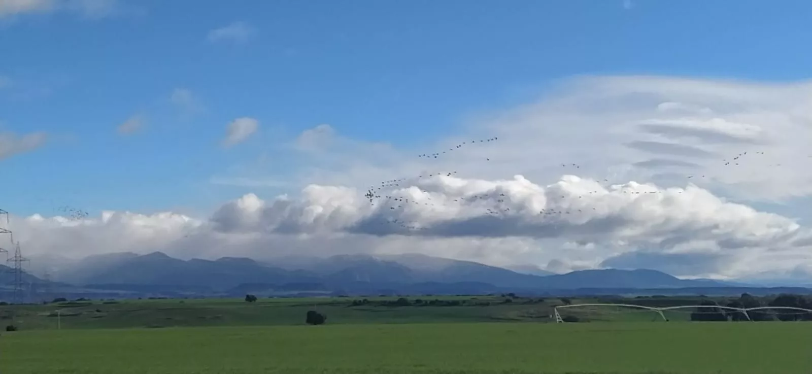 Grullas en la Alberca de Alboré. Foto Joaquín Santafé 