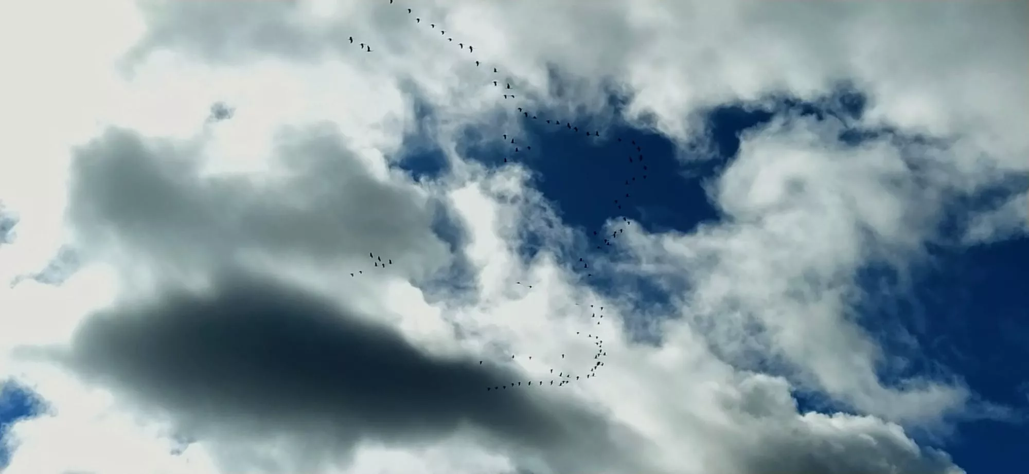 Grullas en la Alberca de Alboré. Foto Joaquín Santafé 