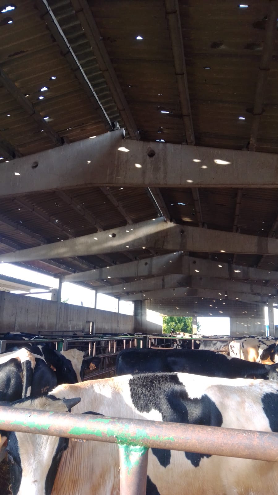 Tejado de uralita de un establo agujereado por el pedrisco