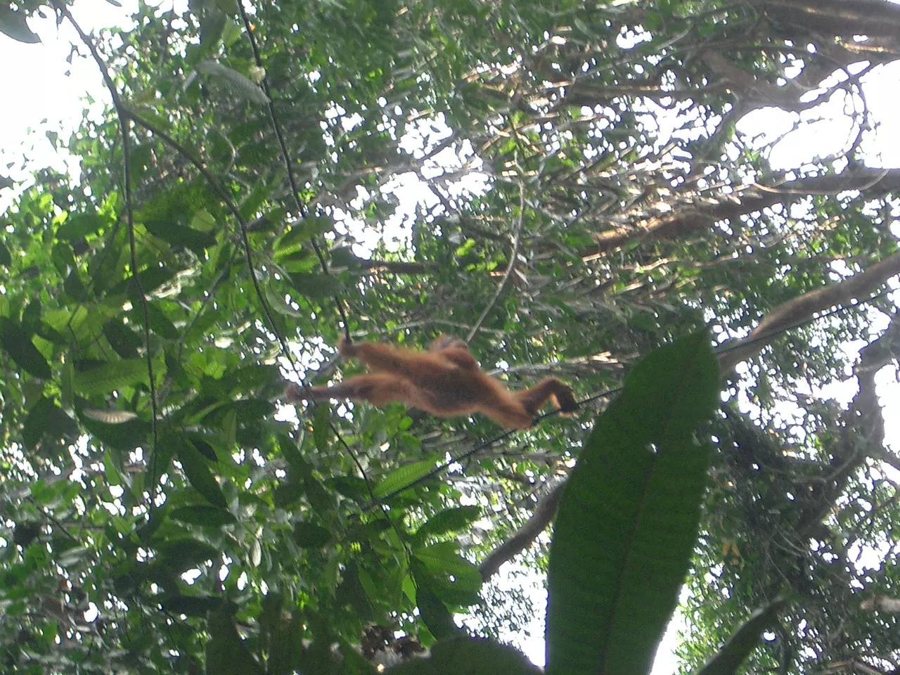 Marco Pascual en Borneo