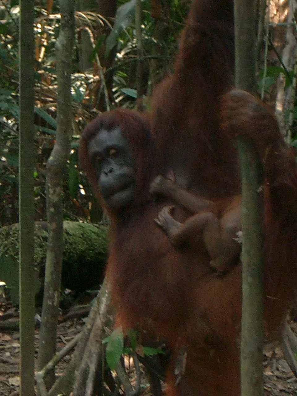 Marco Pascual en Borneo