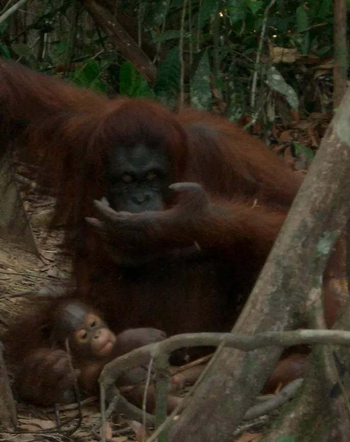 Marco Pascual en Borneo